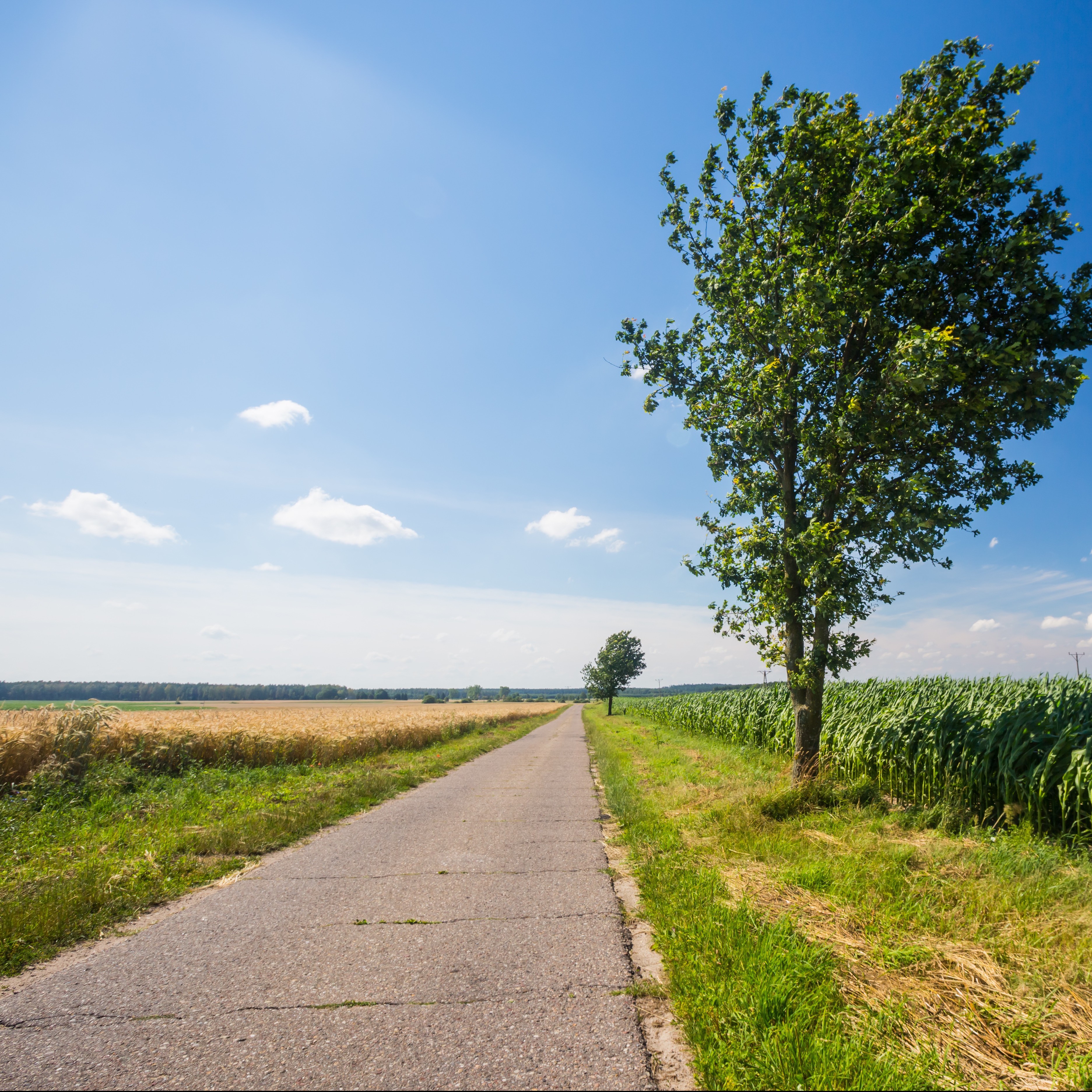 Asphalt road near fields. Polish countryside landscape